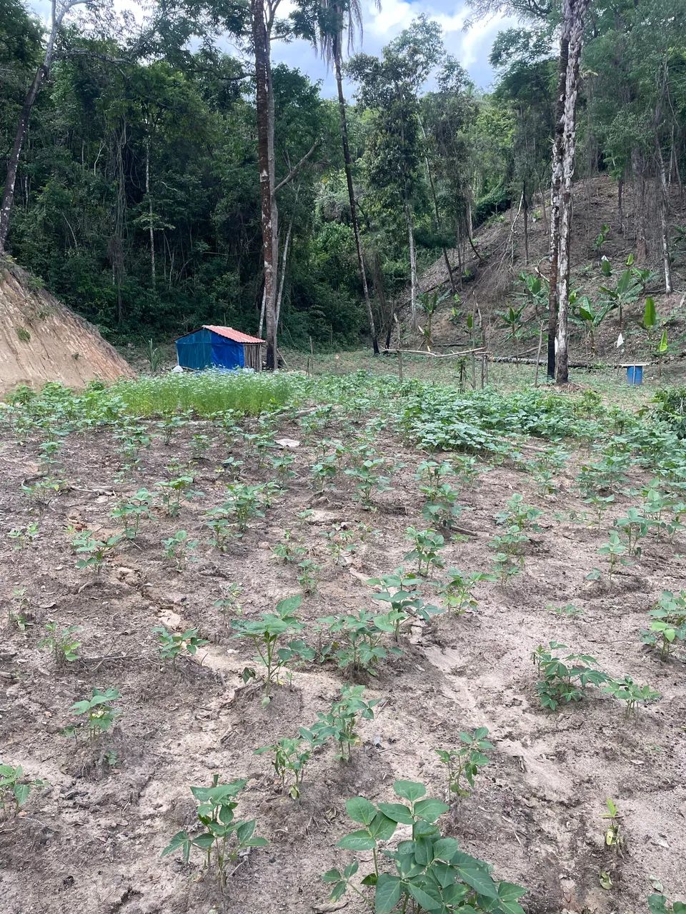 Foto - Esmeraldas - Floresta Encantada