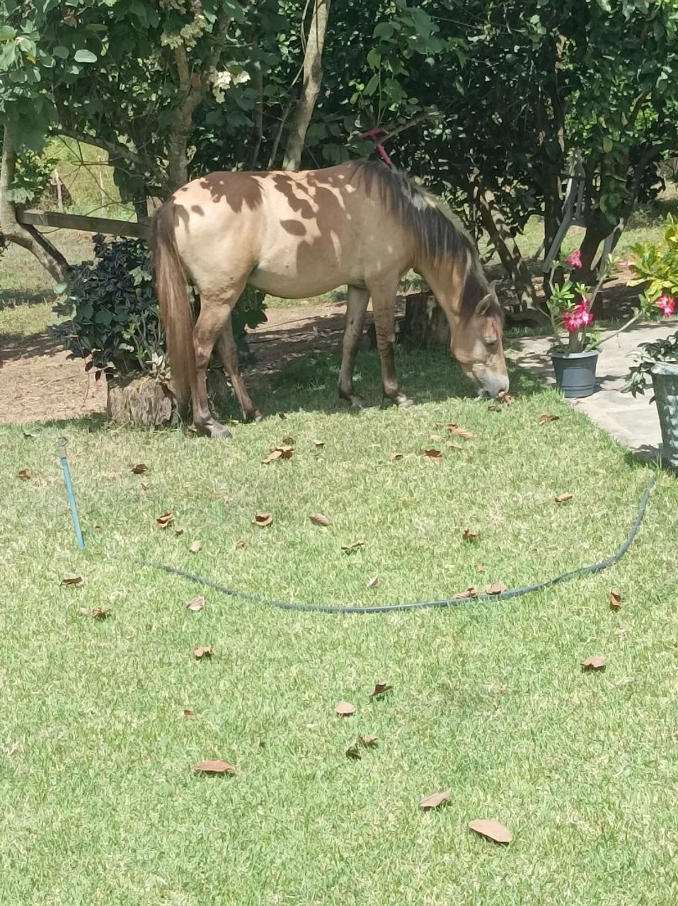 Lindo cavalo para companhia