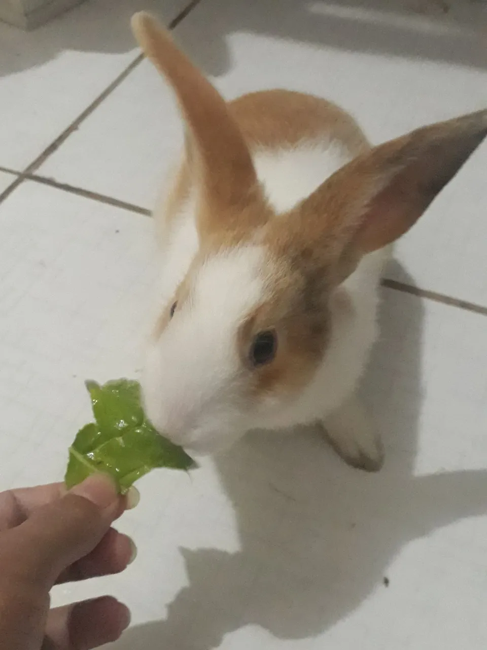 Vendo fêmea filhote ou troco por macho adulto