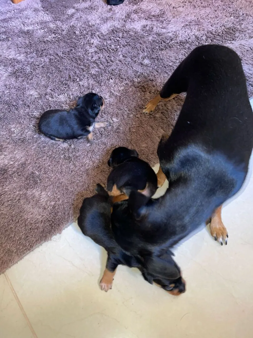 Filhotes de pinscher puros