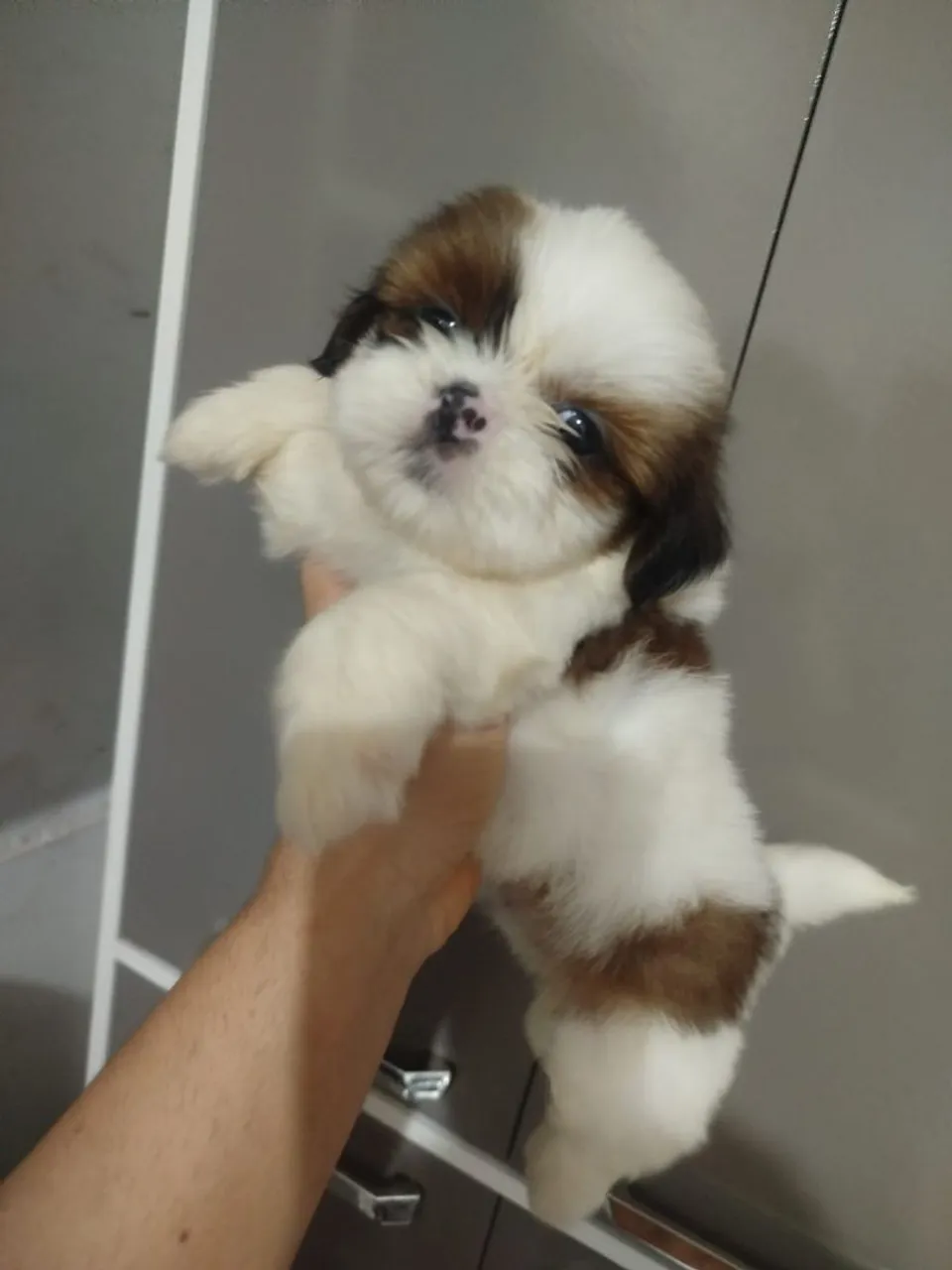 Filhote Shih Tzu - Fofo e Carinhoso