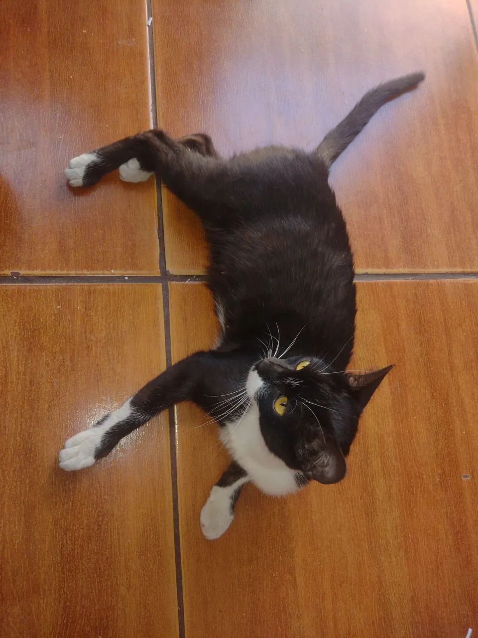 Linda Gata frajola prenha