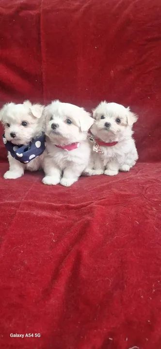 Maltês Filhotes de mais alto padrão da raça - Foto 3