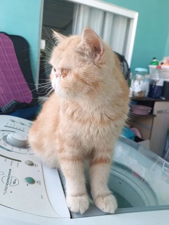 Gato Persa exótica  - Foto 2