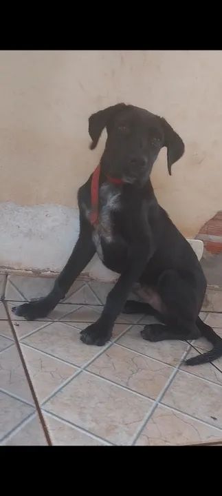 Cachorro - Foto 3