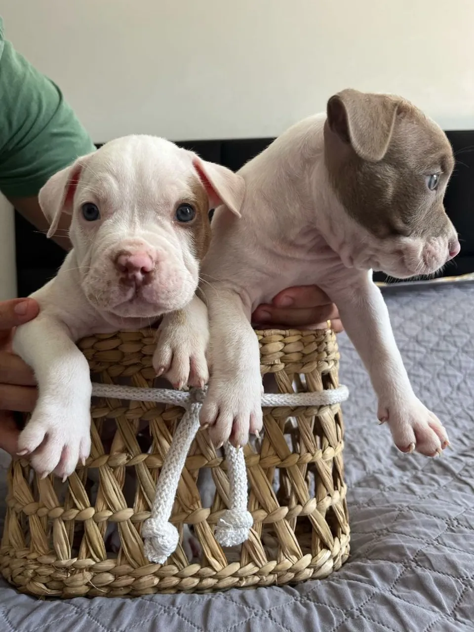 Filhotes de Pitbull disponíveis