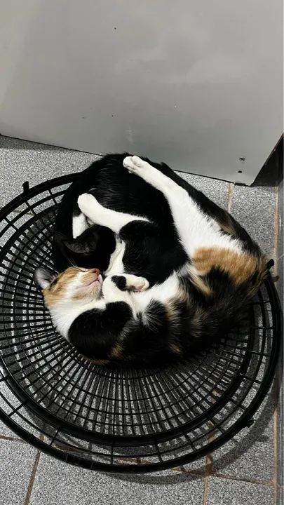 Dois gatinhos para adoção - Foto 3