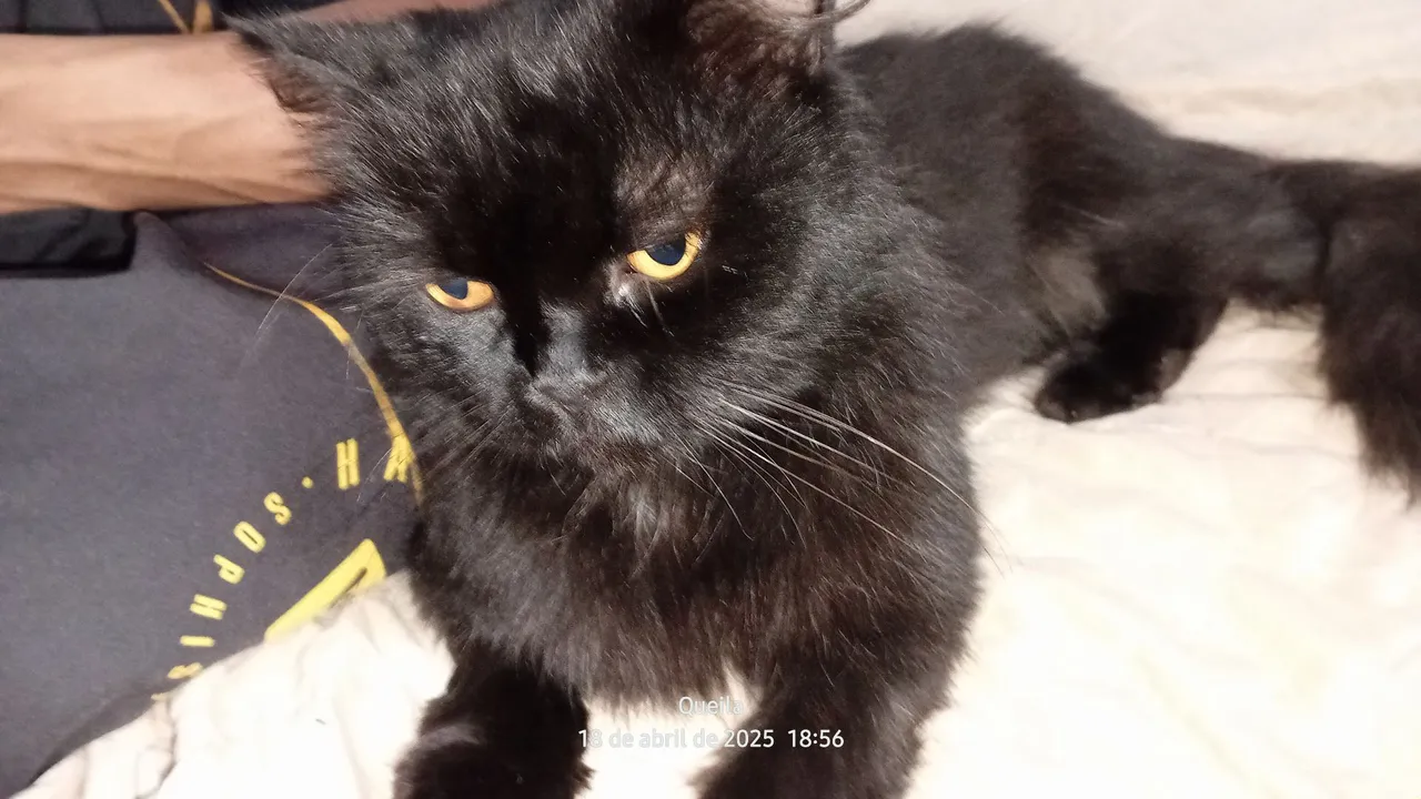 procuro gata pra causar com meu gato persa preto.