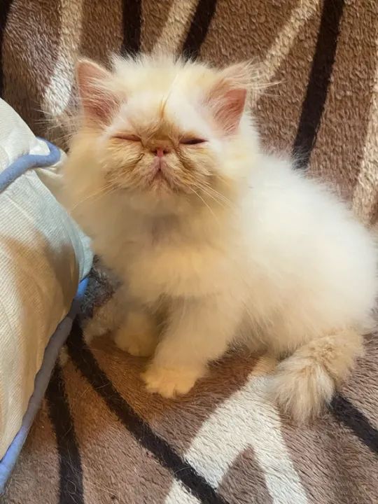 Filhote de Gato Persa  - Foto 5