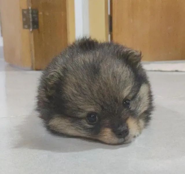 Filhotes de Lulu da Pomerânia - Sptiz Alemão Anão - Foto 2