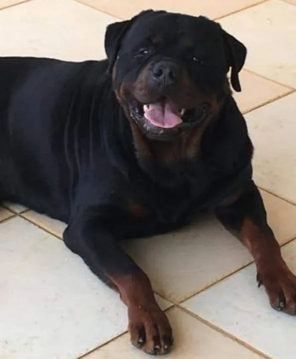 Filhotes de rottweiller cabeça de touro pais com pedigree aceito cartões em até 12x 