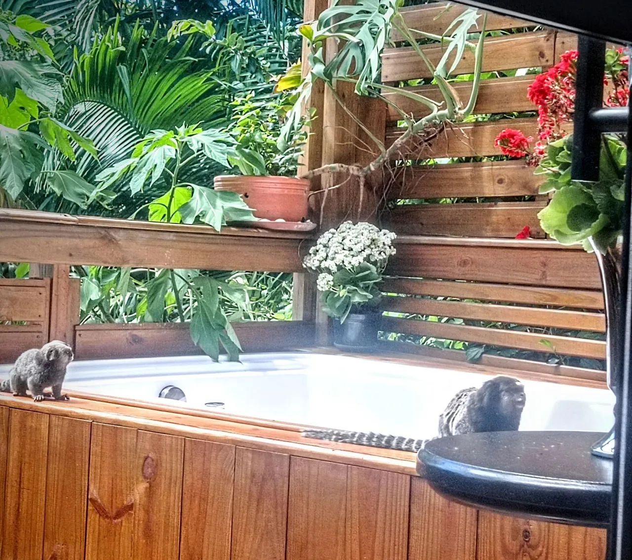 Foto - Florianópolis - Morro das Pedras