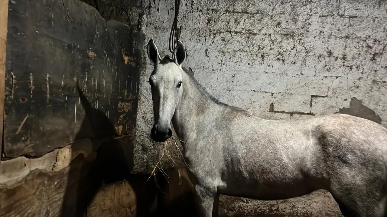 Égua mangalarga marchador pra vender ou trocar