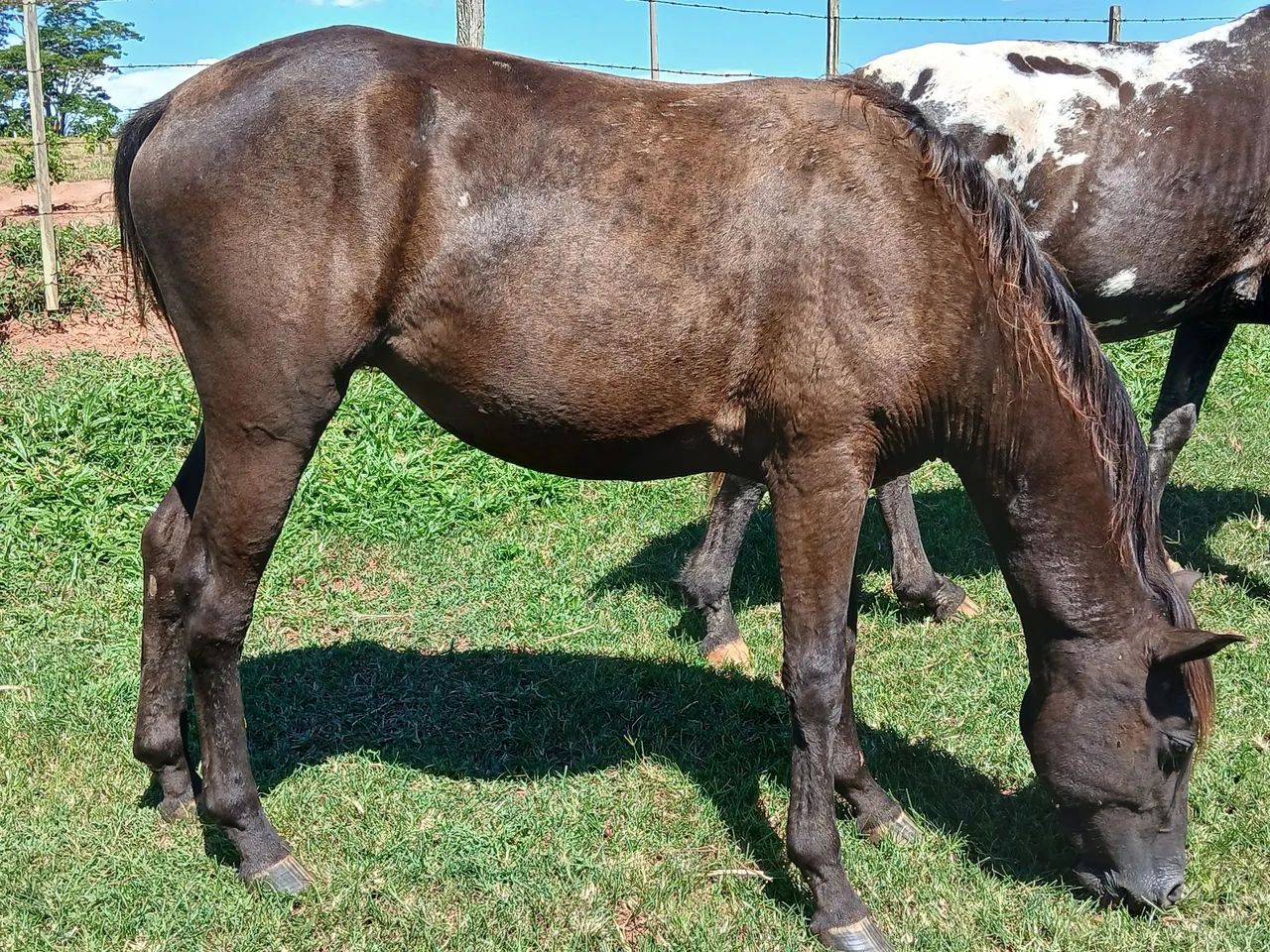 Vende  Egua  - Foto 4