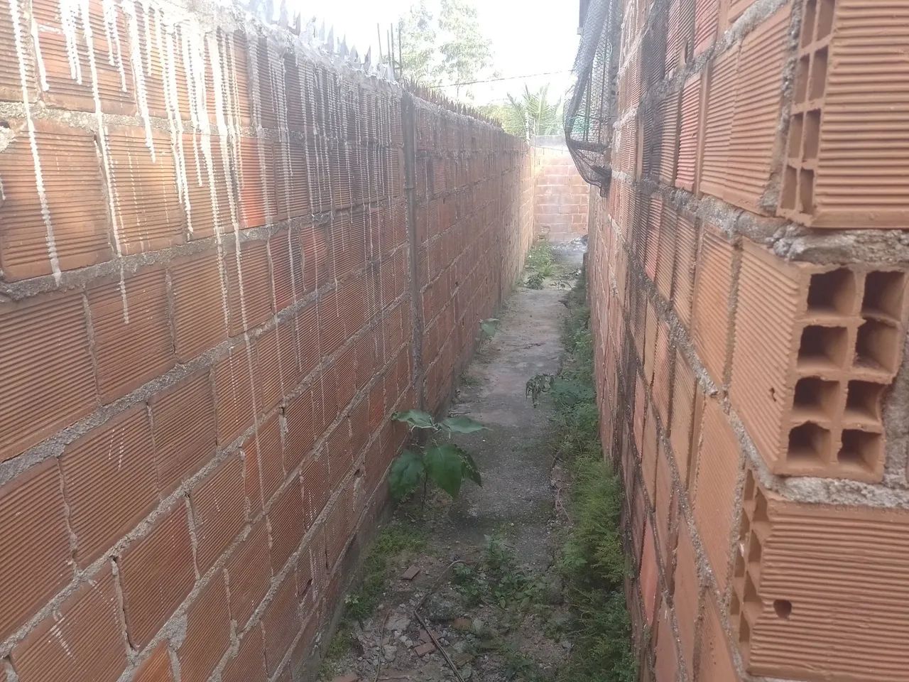 Foto - Paulista - Mirueira