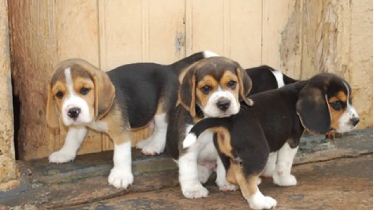Filhotes de Beagle Fêmeas - Foto 3