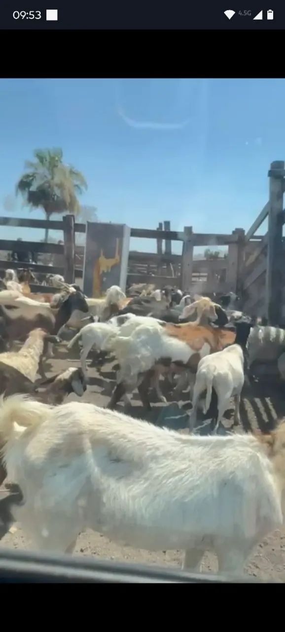 Vendo lote de carneiros e cabras tem uns 80 tudo  - Foto 6