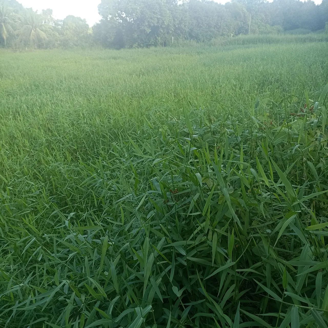 CAPIM DE PLANTA - Foto 2