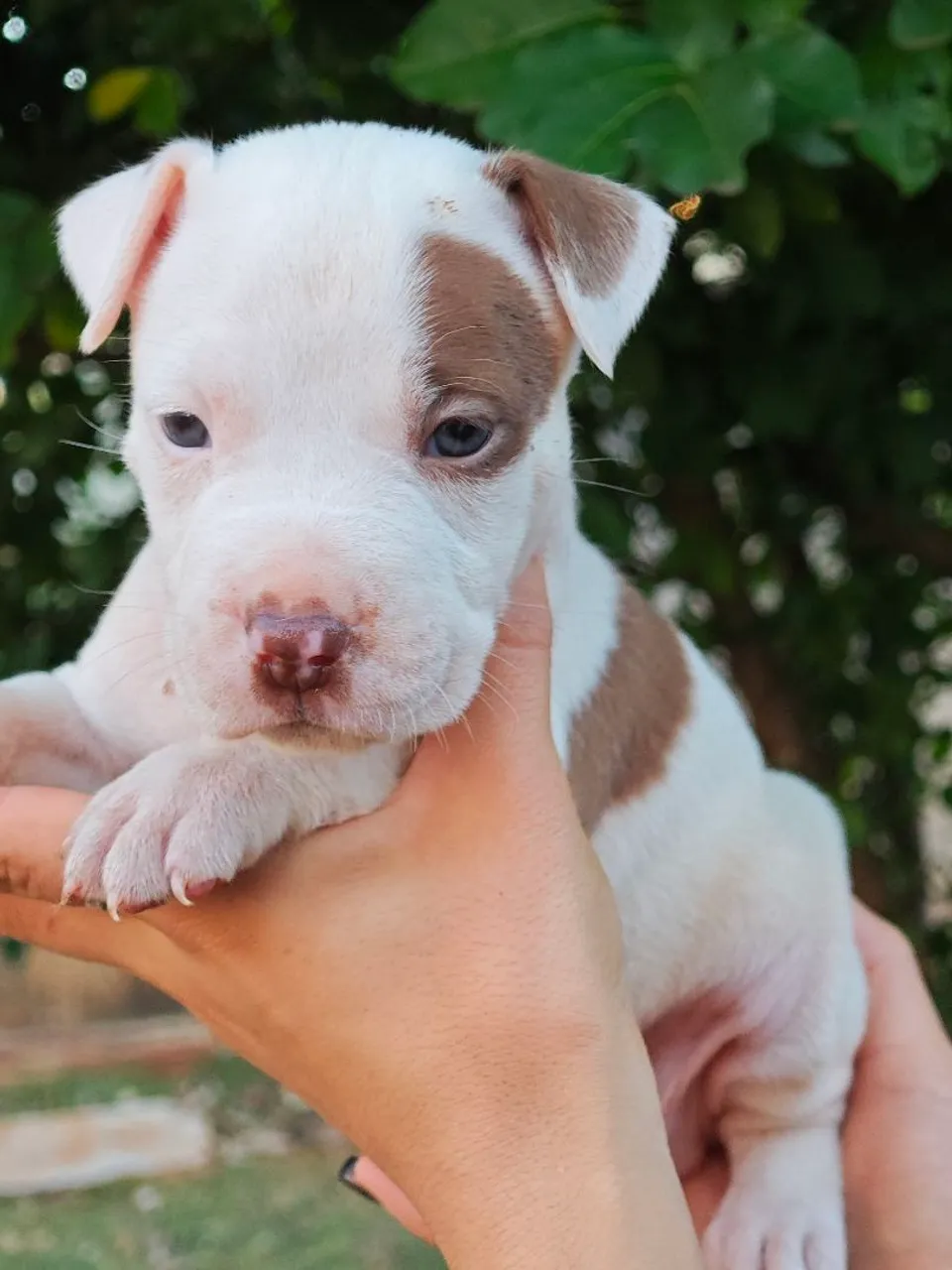 Filhotes Pitbull