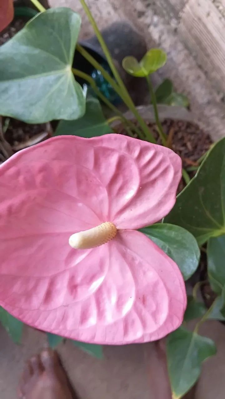 Vende-se  lindas plantas para decorar sua casa e seu jardim  - Foto 2