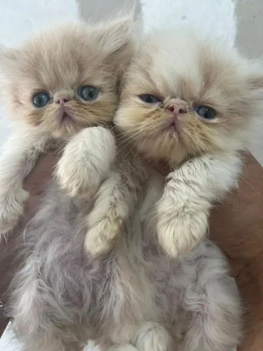 Gatos persas - Foto 5