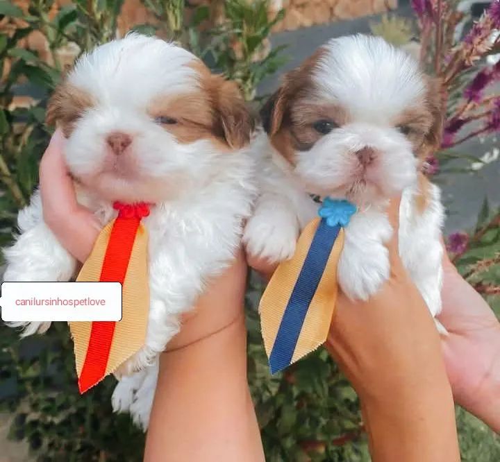 Shih tzus exóticos raridade com pedigree op - Foto 2