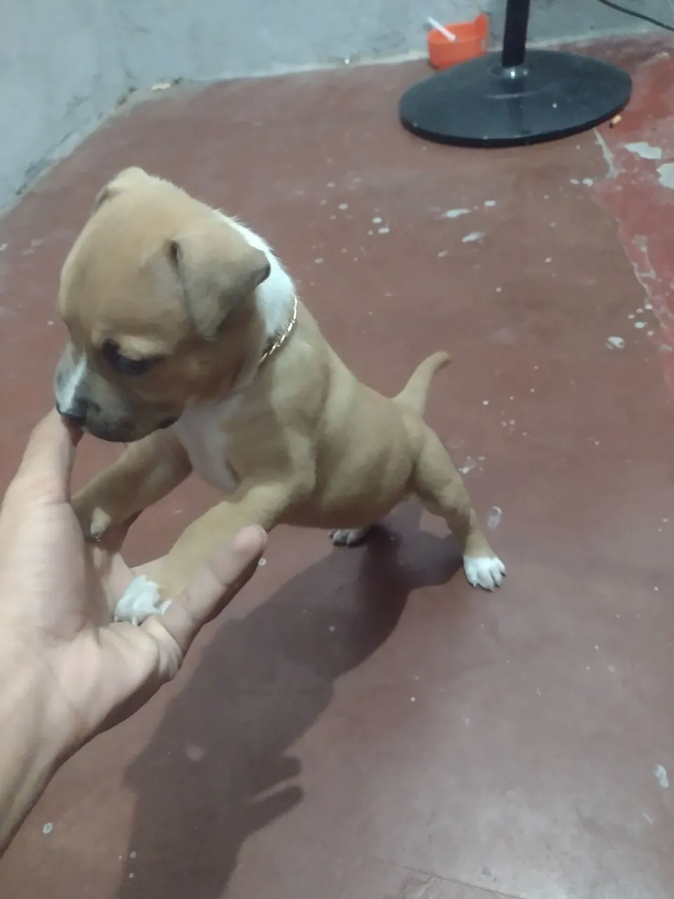 Filhote de Pitbull disponível para adoção