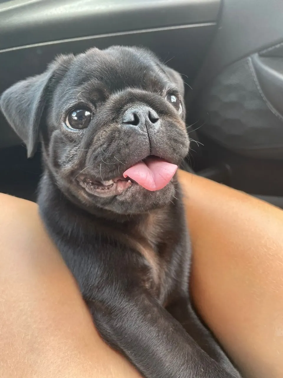 Pug Macho - Procura namorada