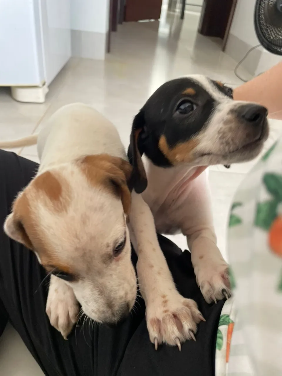 Dois filhotes de cachorro para adoção
