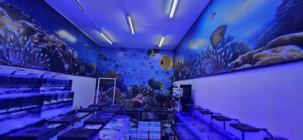 Passo ponto loja de aquarismo marinho em SP capital zonal sul- aceito veiculo - Foto 5