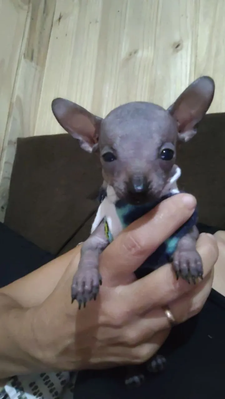 Filhotes de Cão de Crista Chinês