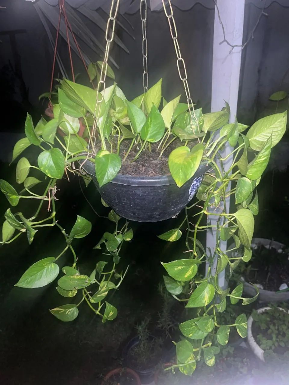 Planta Jiboia (Epipremnum aureum) - Foto 2