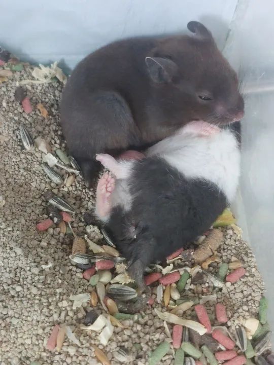 Gaiola e Hamsters - Foto 4