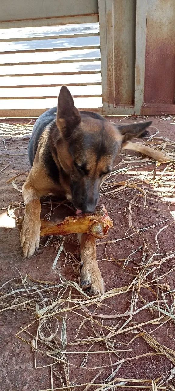 Procura-se filhote de pastor alemão fêmea - Foto 4