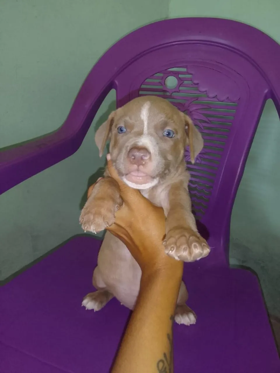 Filhote de Pitbull - Olhos Azuis