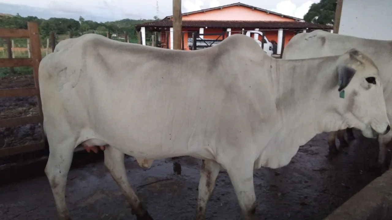 Vaca Nelore para Criação
