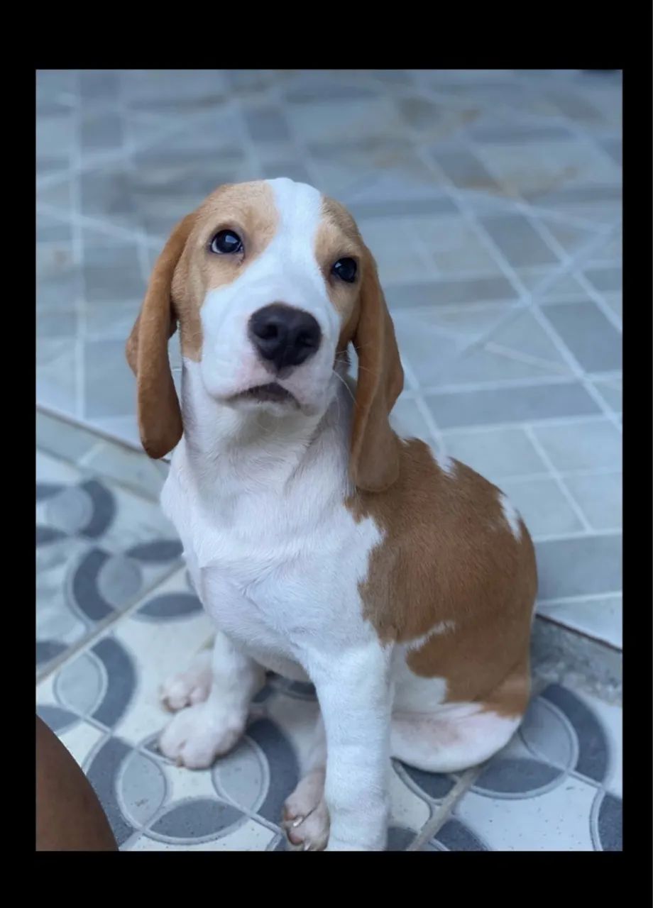 Beagle Fêmea Com Pedigree de 3 Geração - Foto 2