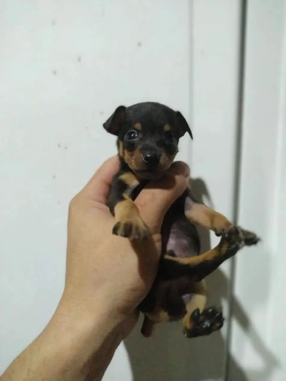 Pinscher 1