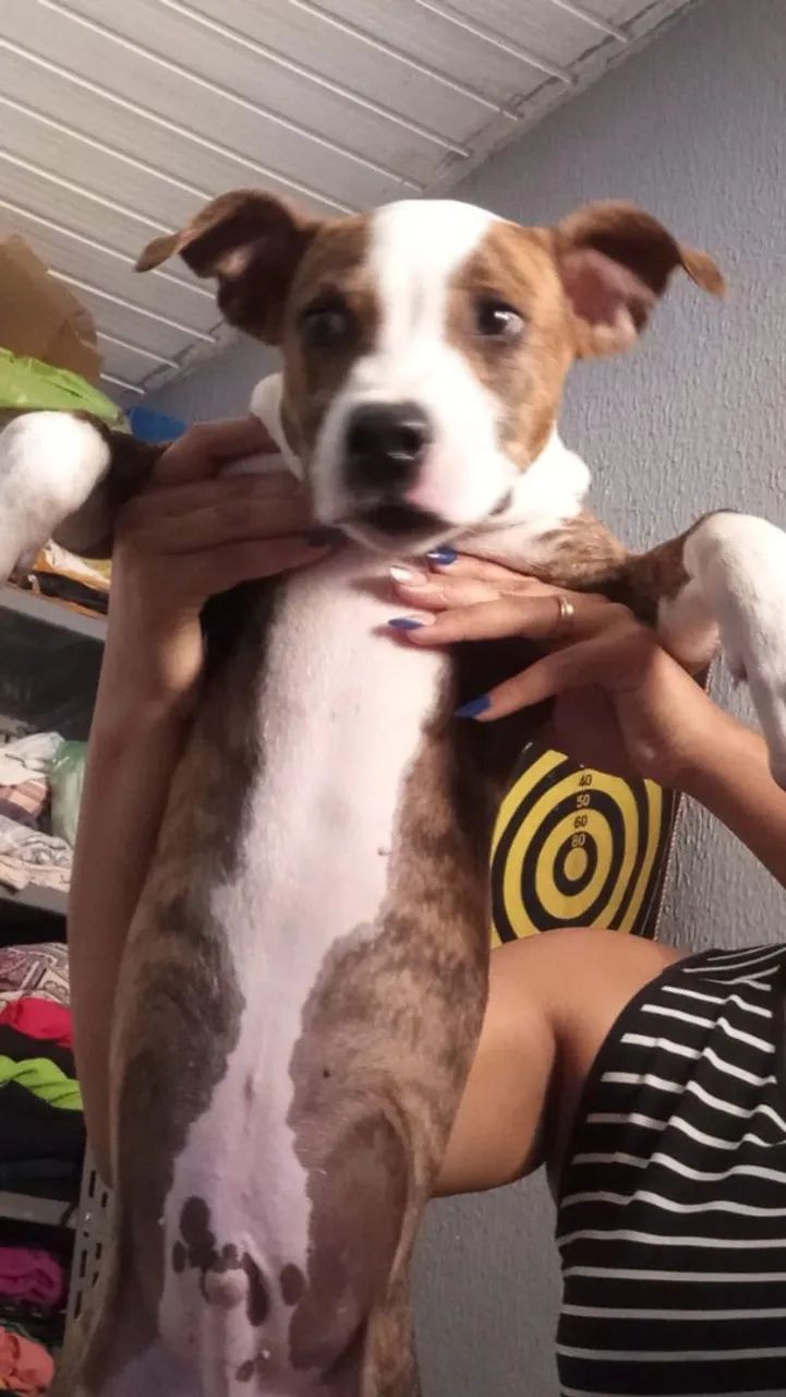 Filhote de Pitbull 4 meses  - Foto 2