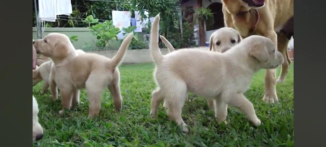 Golden x labrador  - Foto 6