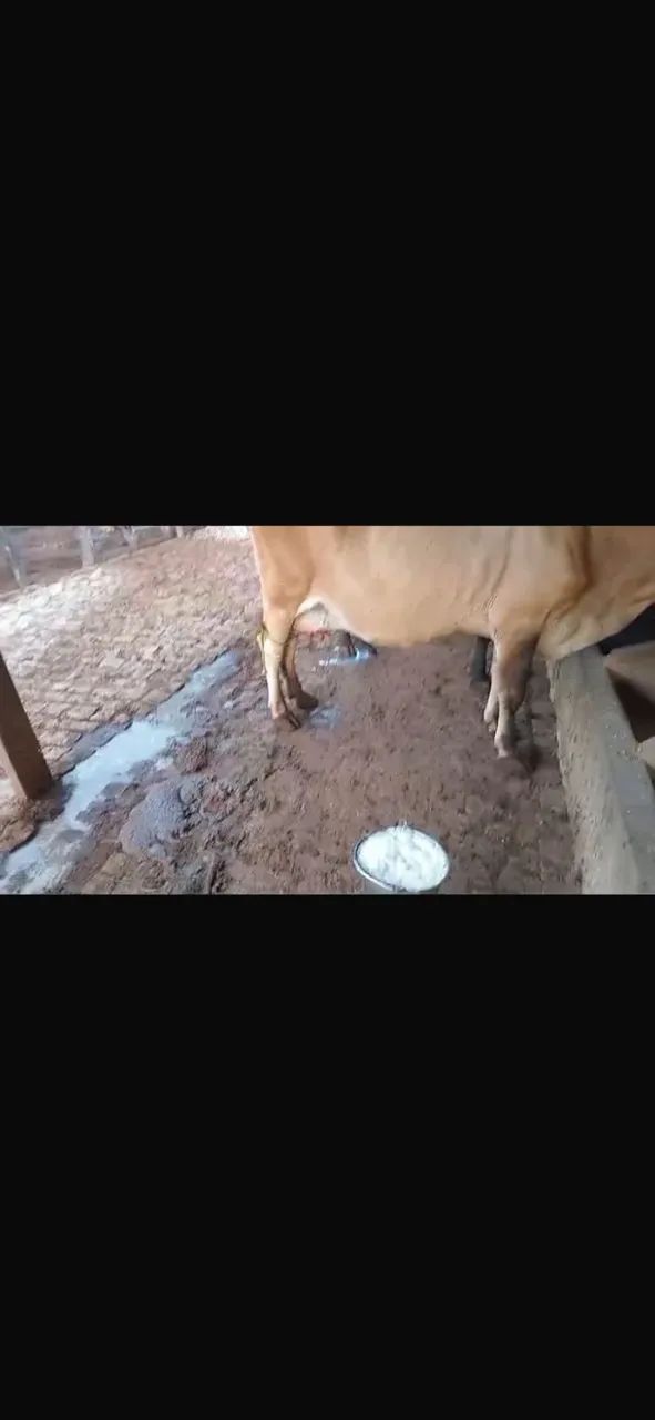 Vaca de leite, raça Jersey, dando 20L por dia nas 2 tiradas. Boa de tirar, muito mansa.