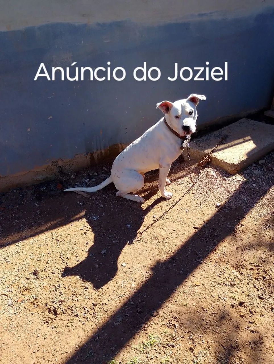 Doa-se Dogo Argentino Adulto com 5 anos - Foto 3