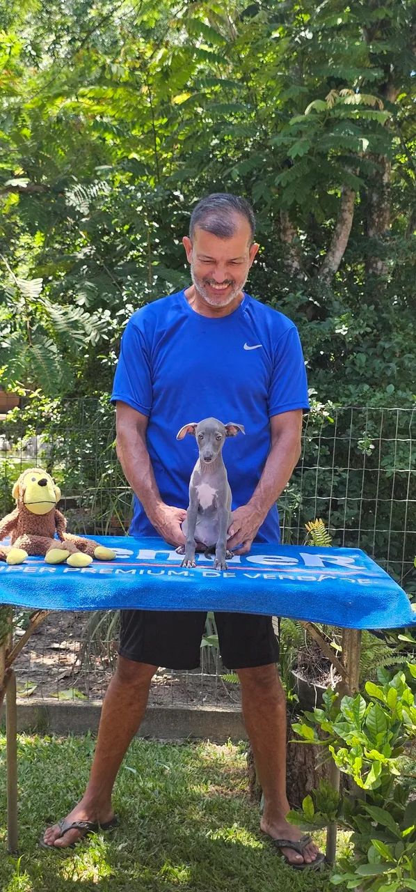 Galgo italiano macho oportunidade 