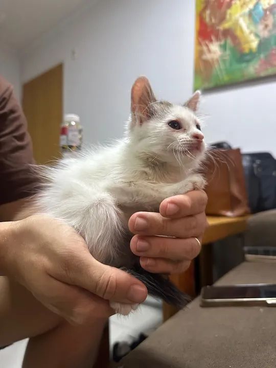 Gatinha disponível para adoção