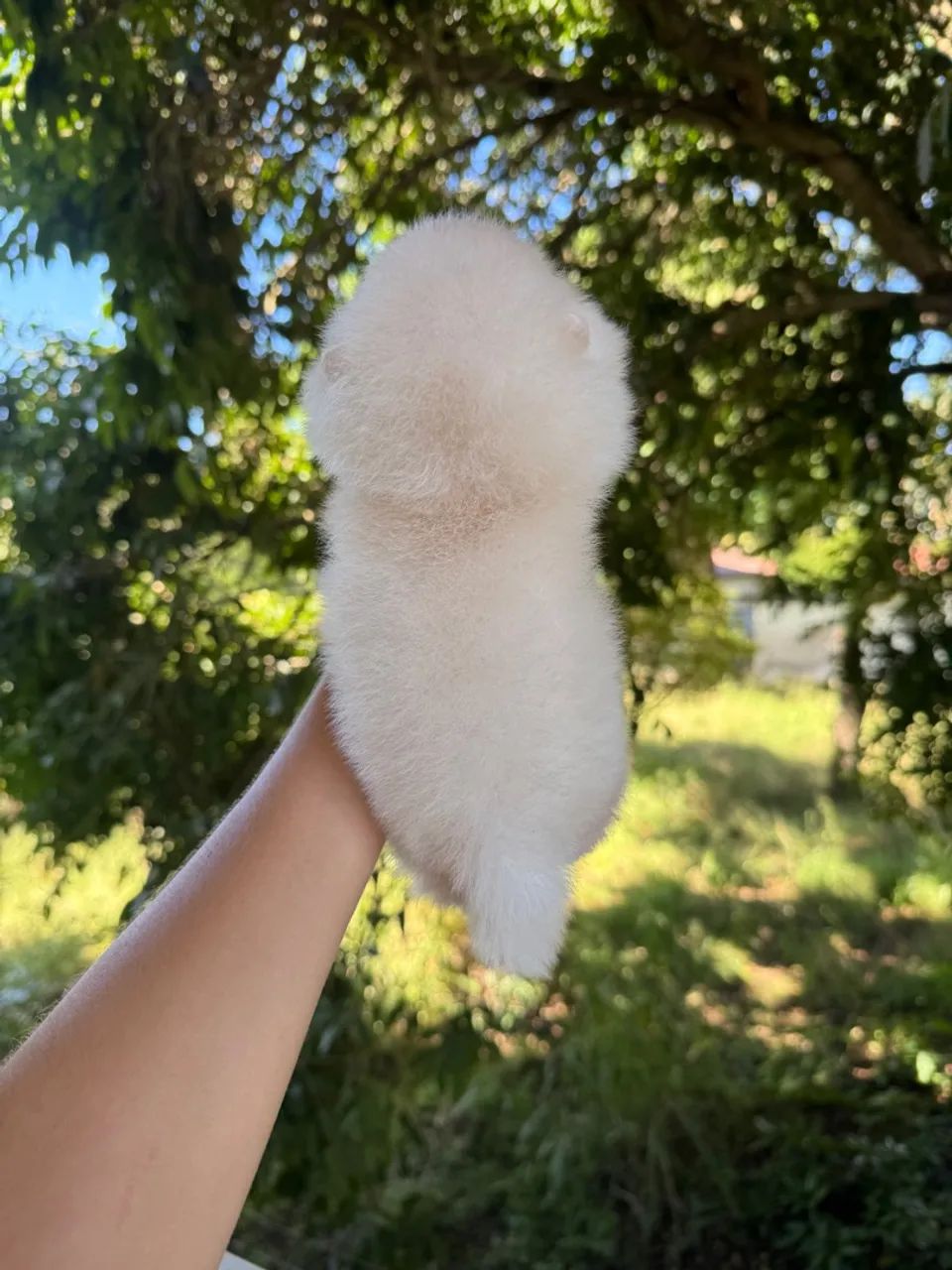 Filhote de Spitz Alemão - Foto 3
