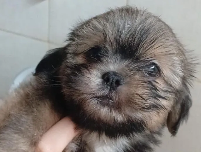 Filhote de Shih Tzu