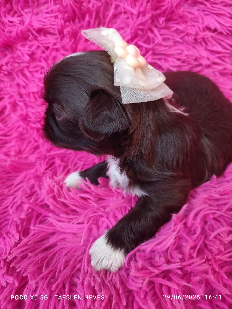 Filhote Shih Tzu fêmeas - Pelagem Exótica