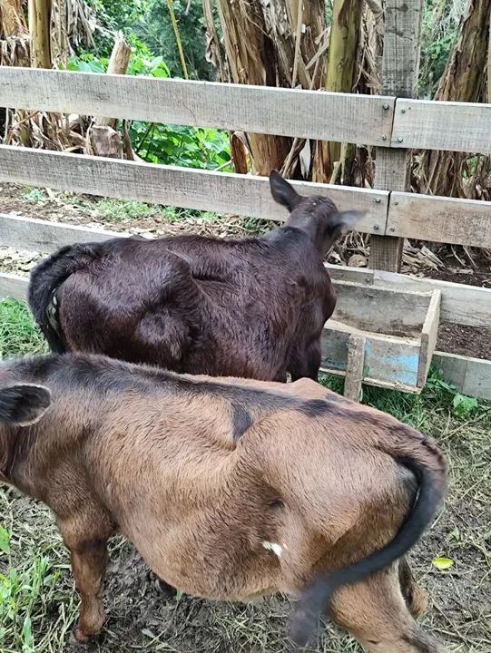 Bezerro e bezerra para venda cada - Foto 3
