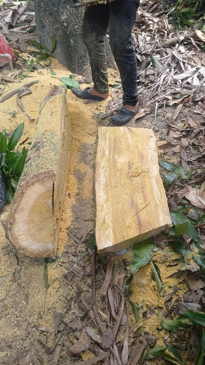 Tronco bruto de 3 metros  - Foto 3