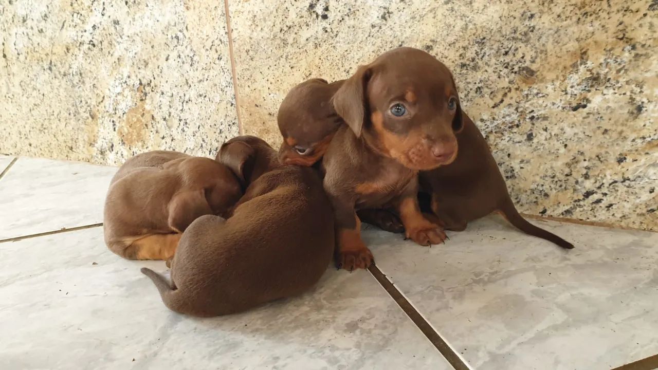 Teckel Chocolate e Alerquim - Deixe seu vida mais alegre com nosso Pet 
